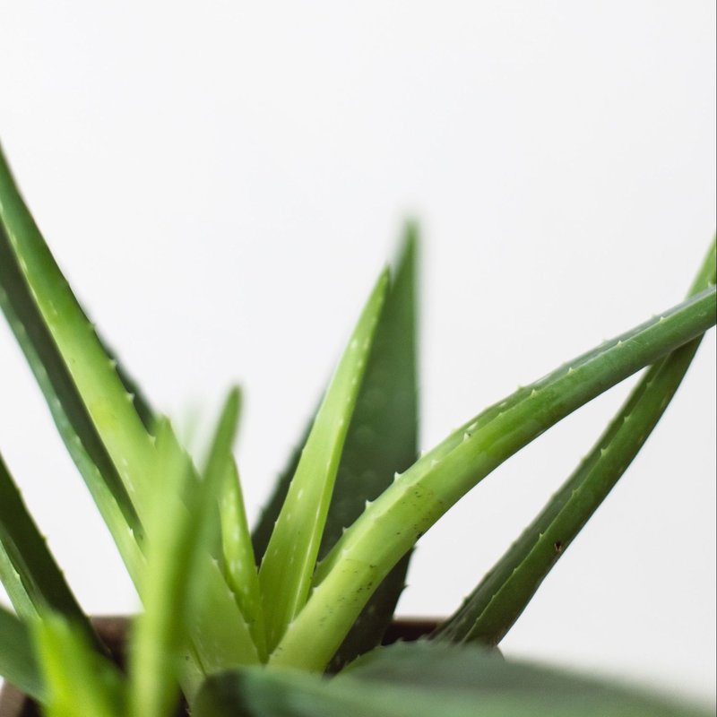 Perne matlasate ALOE VERA